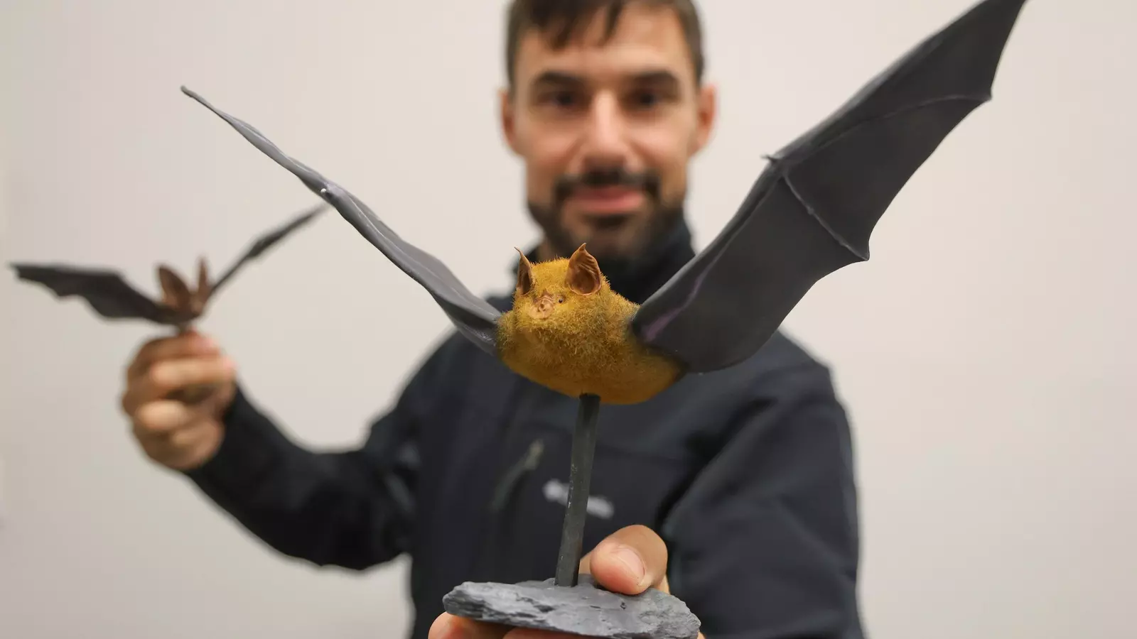 Los murciélagos, grandes aliados contra plagas y los mosquitos del Virus del Nilo