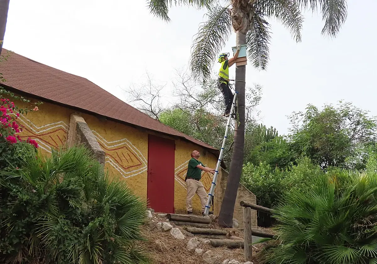 Bats against tiger mosquitoes on the Costa del Sol